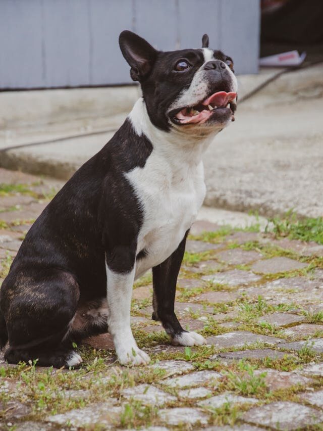 8 Adorable Types Of Bulldogs To Adopt For A Loving Furry Friend