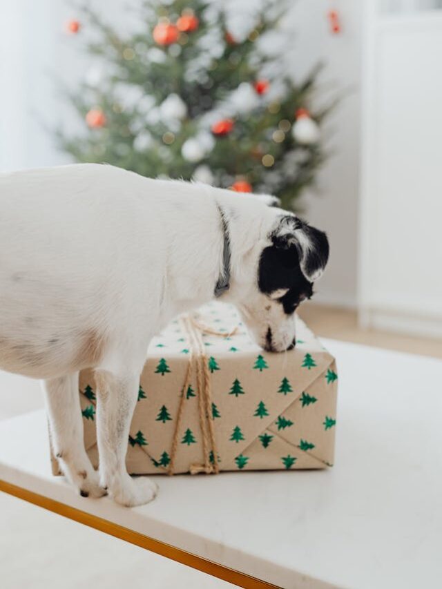 15 Thoughtful Holiday Gifts For Your Dog