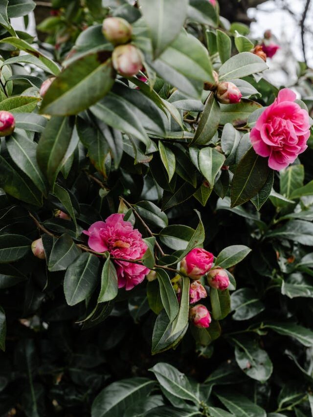 8 Colorful Shrubs For A Standout Winter Garden