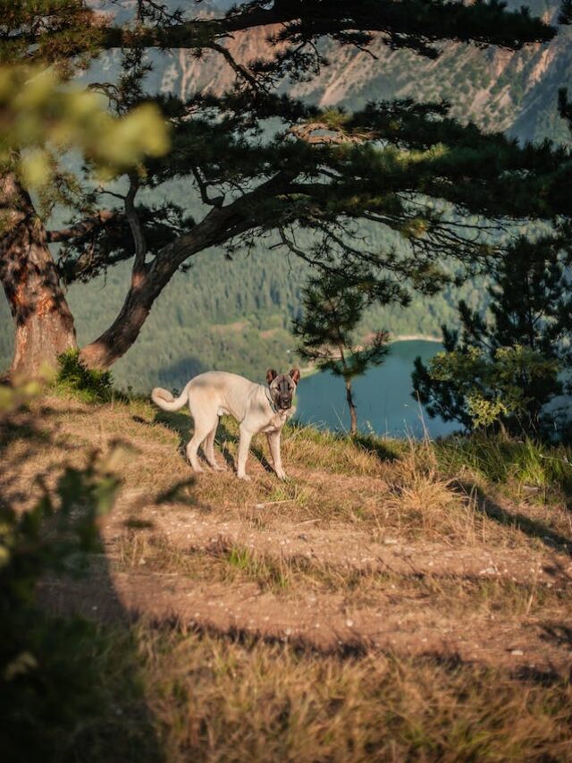 The 8 Dog Breeds With The Absolute Highest Bite Force