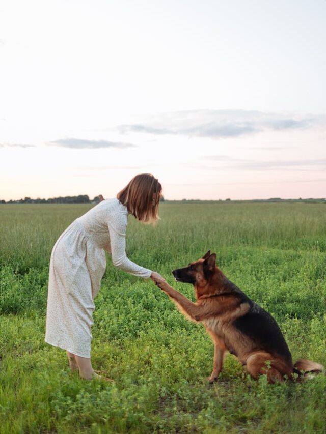 The 8 Most Popular Big Dog Breeds In America